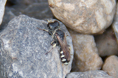 Crabroninae