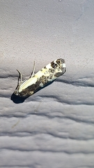 Tarache augustipennis