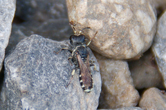 Crabroninae