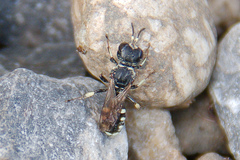 Crabroninae