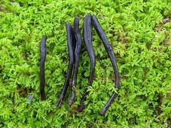 Geoglossum difforme