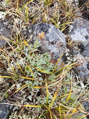 Podistera yukonensis