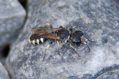 Crabroninae