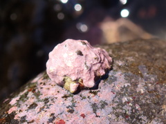 Lithothamnion