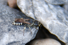 Crabroninae
