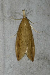 Donacaula