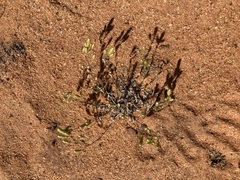 Gnephosis tenuissima