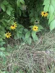 Rudbeckia fulgida