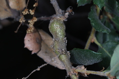 Andricus chrysolepidicola