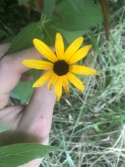 Rudbeckia fulgida