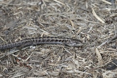 Elgaria coerulea coerulea