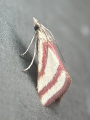 Microtheoris vibicalis