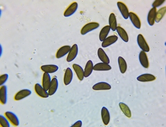 Xylaria longipes