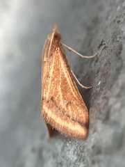 Microtheoris ophionalis