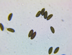 Xylaria longipes