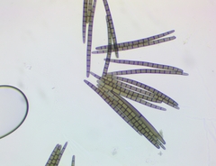 Geoglossum difforme