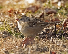 Zonotrichia atricapilla