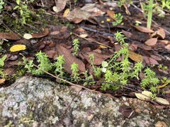 Paepalanthus fluviatilis