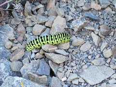 Papilio machaon aliaska