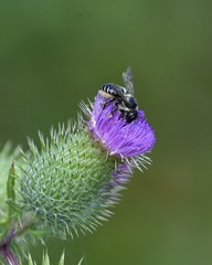Megachile inermis