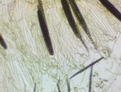 Geoglossum difforme