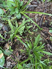 Dichanthelium laxiflorum