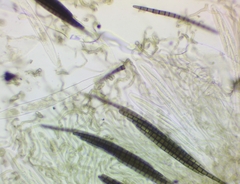 Geoglossum difforme