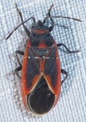 Melacoryphus admirabilis