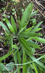 Dichanthelium laxiflorum
