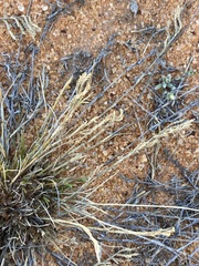 Eragrostis dielsii