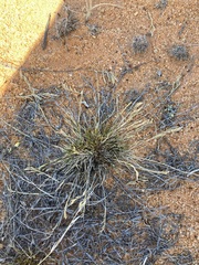 Eragrostis dielsii