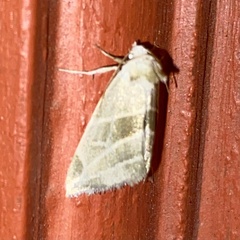 Plagiomimicus mimica