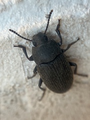 Blapstinus