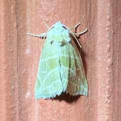 Plagiomimicus mimica