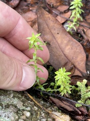 Paepalanthus fluviatilis