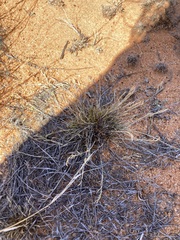 Eragrostis dielsii