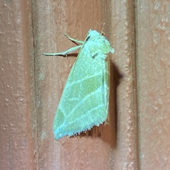 Plagiomimicus mimica