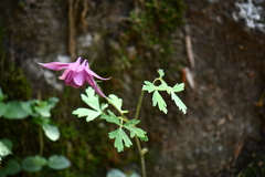 Aquilegia