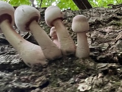 Leucoagaricus brunnescens