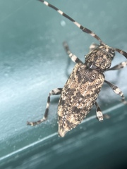 Astyleiopus variegatus