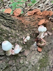 Leucoagaricus brunnescens