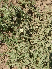 Chamaesaracha coniodes