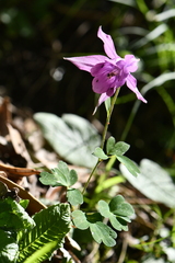 Aquilegia