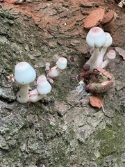 Leucoagaricus brunnescens