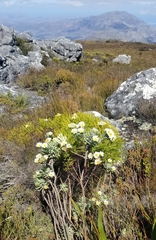 Osmitopsis asteriscoides