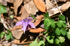 Aquilegia