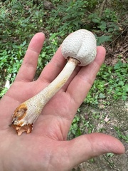 Leucoagaricus brunnescens