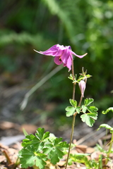 Aquilegia
