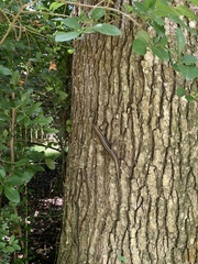 Plestiodon
