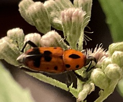 Rhodobaenus quinquepunctatus